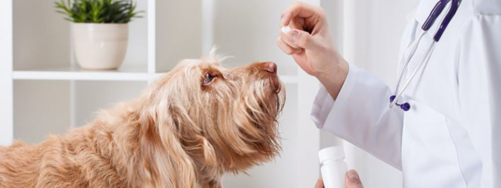 Vet Gives Puppy Pill