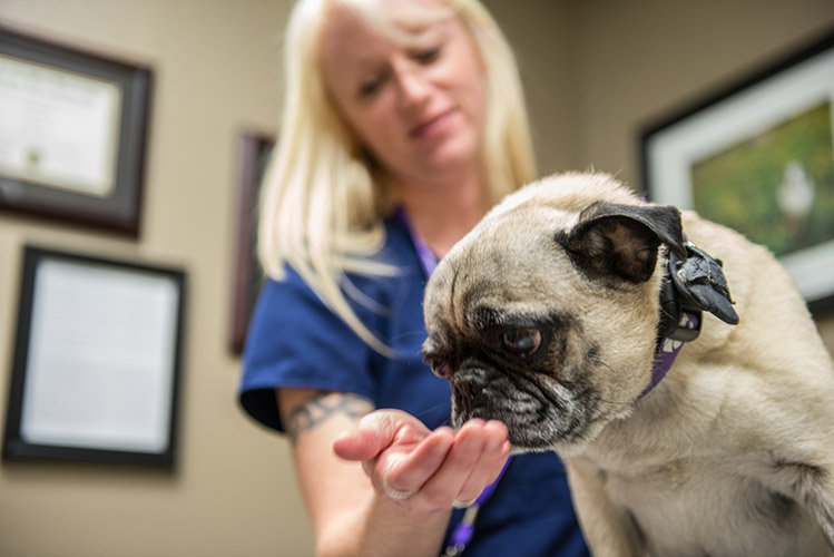 pug treat